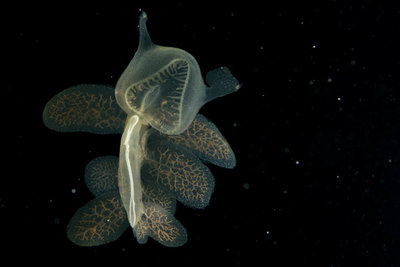 Hooded nudibranch at Redondo