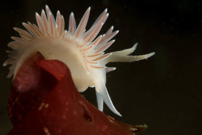 Flabelina -- there were tons of these at Sund!!