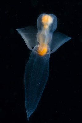 I saw this sea angel at the Sund Rock New Years Day Dive -- my second dive ever where I've seen sea angels!