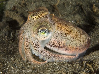 Opalescent Stubby Squid.jpg