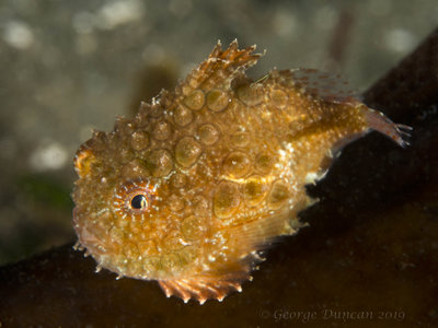 Golden Pacific Spiny Lumpsucker.jpg