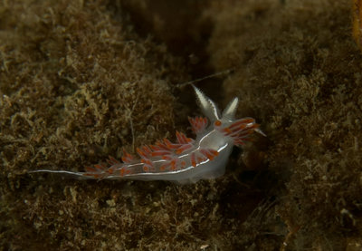 Keystone Flabellina Trilineata 2.jpg