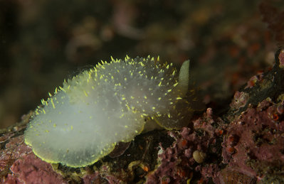 Keystone Hudson's Horned Dorid.jpg