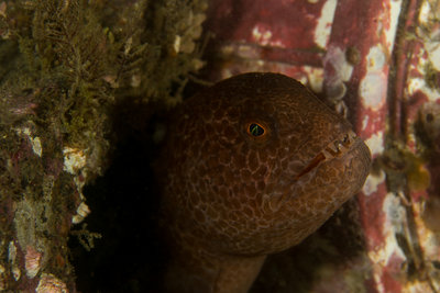 Keystone Juvie Wolf Eel Side Shot A.jpg