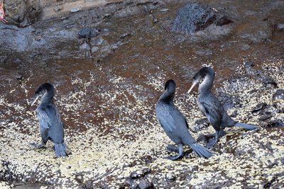 cormorants