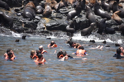 swimming with sea lions