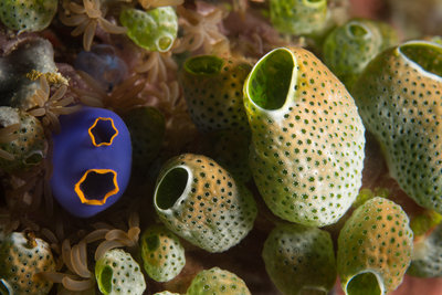 Beautiful sea squirts were a common sight on the reef