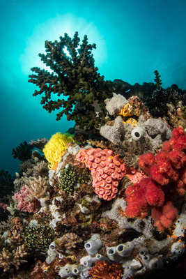 The sun behind a coral head