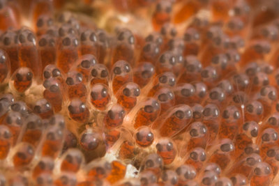 These clownfish eggs were barely larger than grains of sand! Baby Nemos!