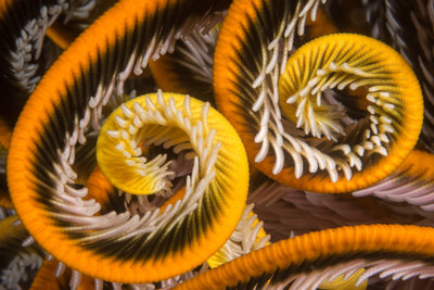 The reefs here were filled with spectacularly colored feather stars (Crinoids). Quite a different locale than our local ones.