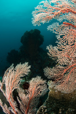 Beautiful sea fans lined the reef