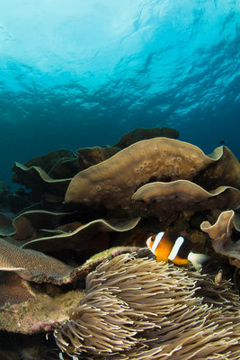 Anemone fish on plate coral