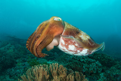 I got to see my first cuttle fish! Seeing one of these has been on my bucket list since I first heard about them as a teenager. They’re so cool, with shifting colors, and their bizarre form of locomotion. This one seemed very curious about our presence. He was about a foot long.