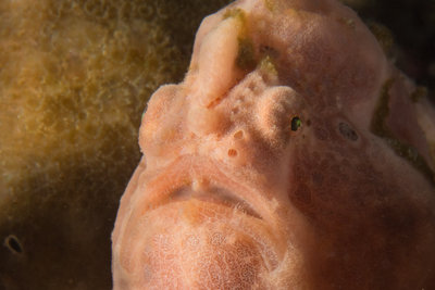 Our dive guides found frogfish and many other fabulous creatures