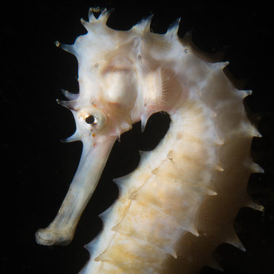 I  got to see my first sea horses. We saw several of these 5&quot; sea horses on a muck dive, as well as the famous tiny pygmy sea horses on sea fans.