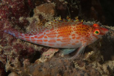 Neat fish reminded me of goby