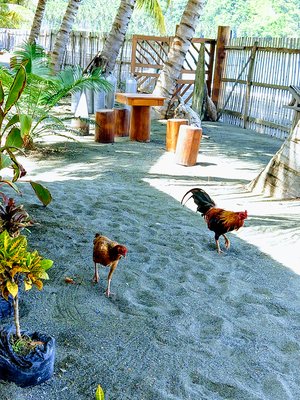 Alarm Clocks! Rooster on the beach style