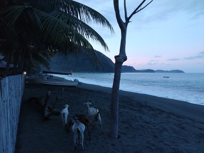 Goats on the beach