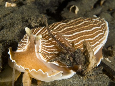 Striped Nudibranch.jpg