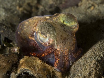 Stubby Squid with Sand in its Eye.jpg