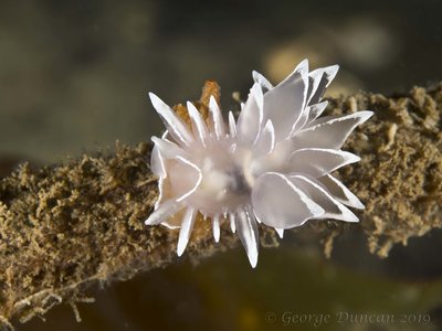 Tiny White Lined Dirona.jpg