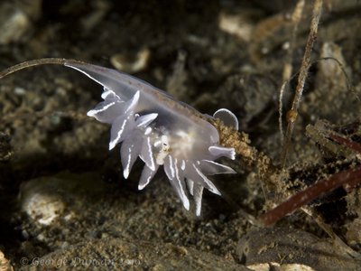 Tiny White Lined Nudibranch.jpg