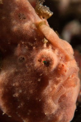 Frog fish