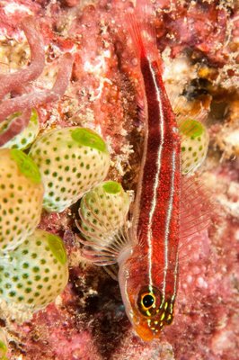 Striped fish and cool green tunicates