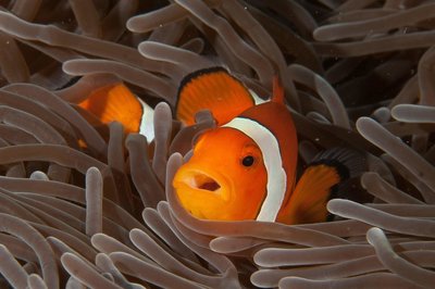 Talking Nemo