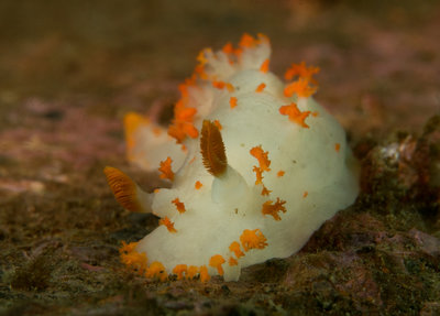 Clown Nudibranch.jpg