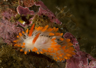 Cockerell's Dorid.jpg