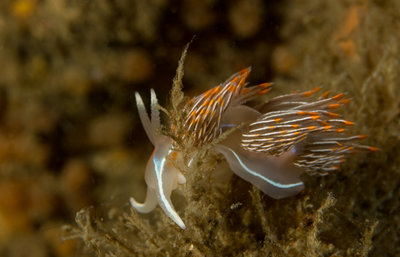 Hermissendra Crassicornis.jpg