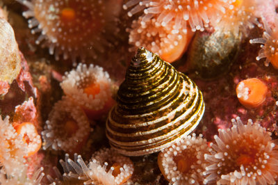 Top snail on strawberry anemones
