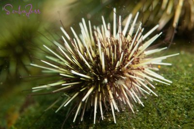 Baby urchin