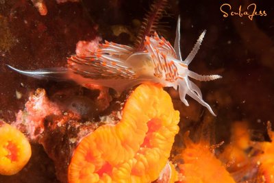 Nudi feasting on cup Coral