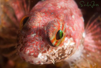 Cute sculpin