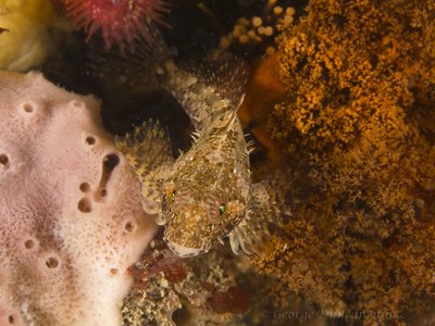 Deception Pass Sculpin.jpg