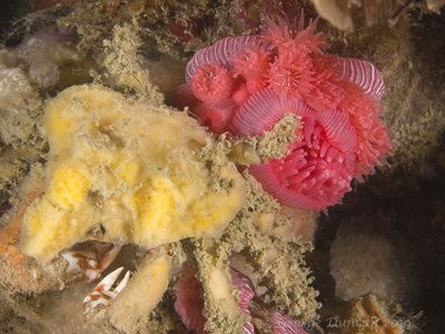 Decorator Crab at Deception Pass.jpg