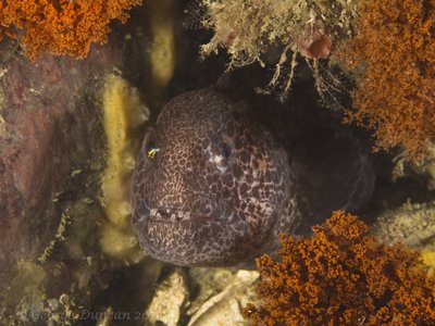 Juvenile Wolf Eel at Deception Pass.jpg