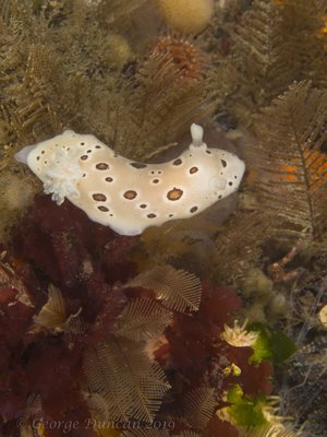 Leopoard Nudibranch Deception Pass.jpg