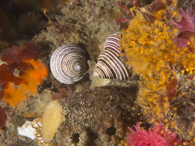 Top Snails Deception Pass.jpg