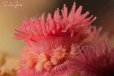 I always love to see the proliferating anemones at Deception Pass