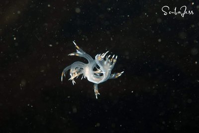 Swimming nudi at keystone