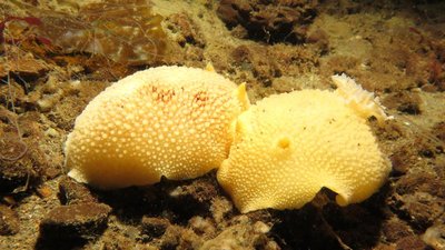 IMG_8967 pair yellow nudibr_resized+.jpg