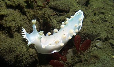 white nudibr tritonia festivia_resized+.jpg