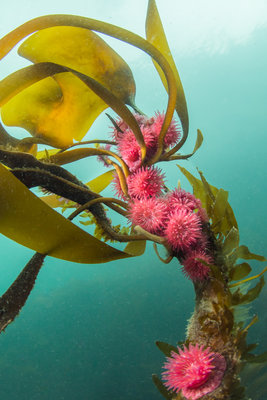Proliferating anemones on kelp