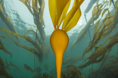 Keystone kelp streaming in the current