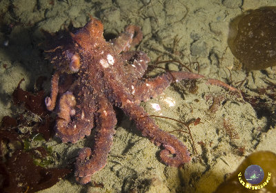octo at octopus hole in hood canal