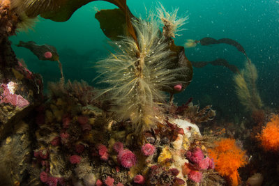 Glassy plume hydroids are some of my favorites