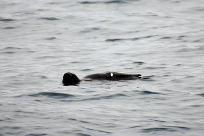 norther fur seal